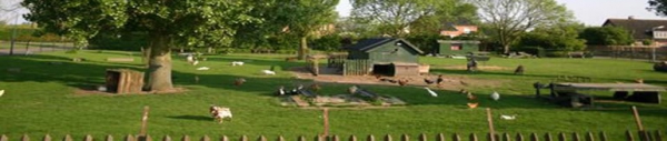 dierenweide