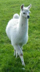lama03kl