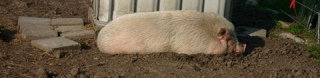 varken