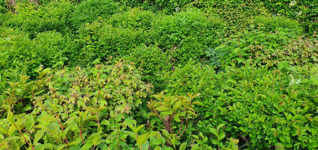 groen_westdorpe